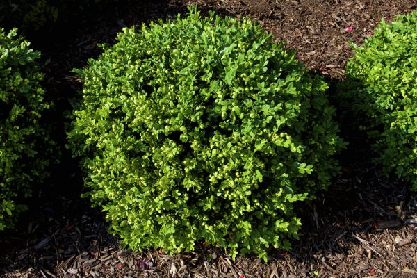 Boxwood Removal in Albany