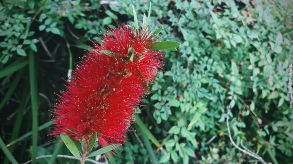 Cost of Bottlebrush Pruning in Albany