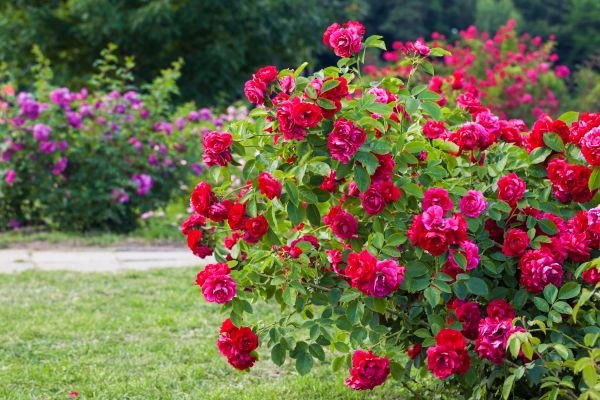 Shrub Trimming in Albany