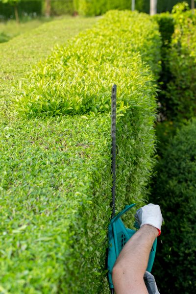 Hedge Trimming in Albany